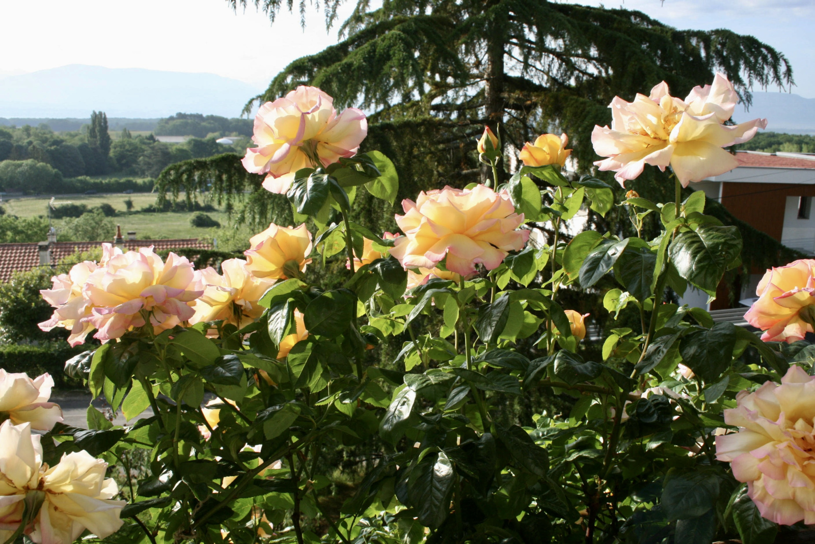 Image_14, Maison, Grilly, ref :1532