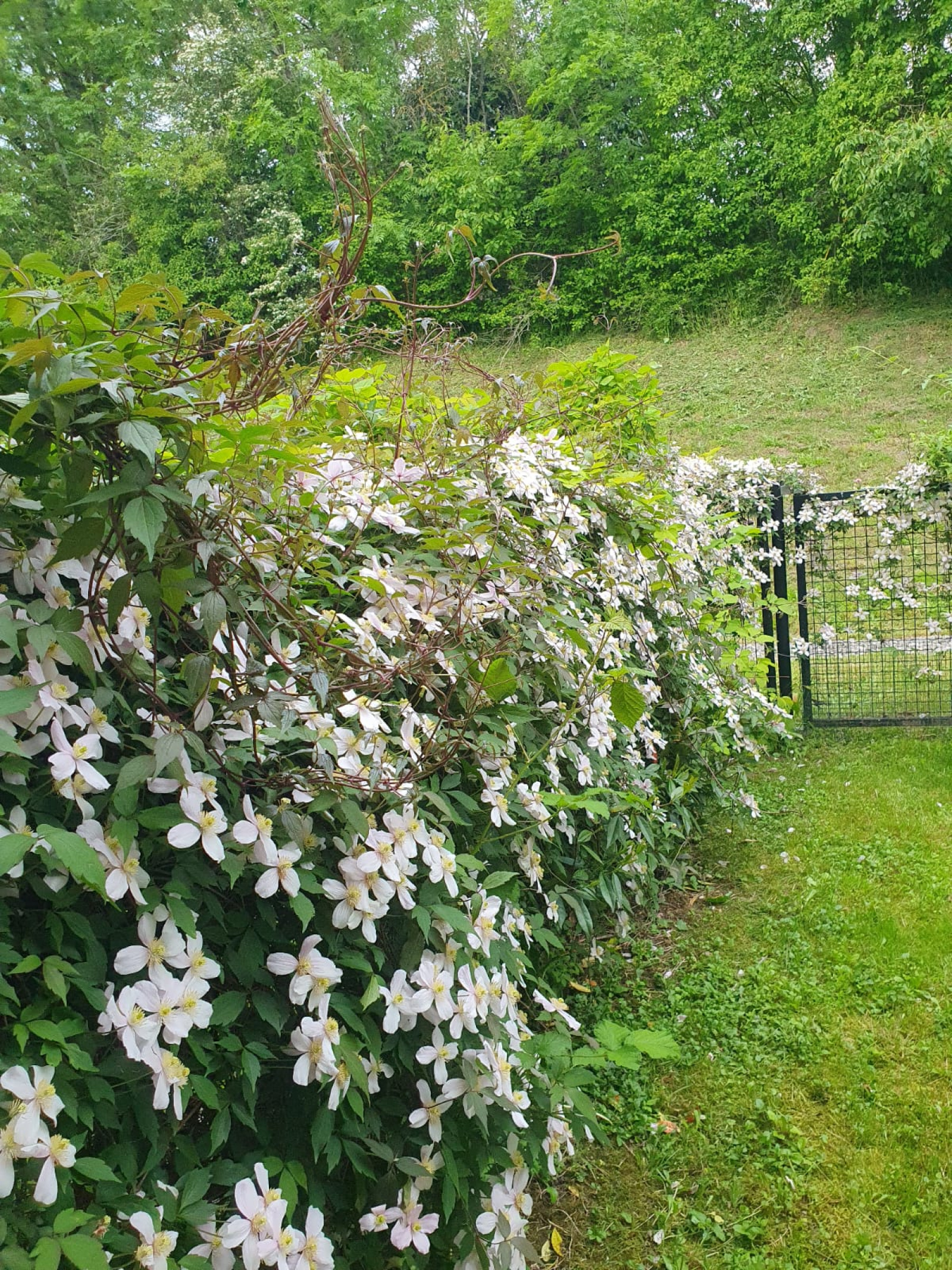 Image_7, Appartement, Divonne-les-Bains, ref :1471